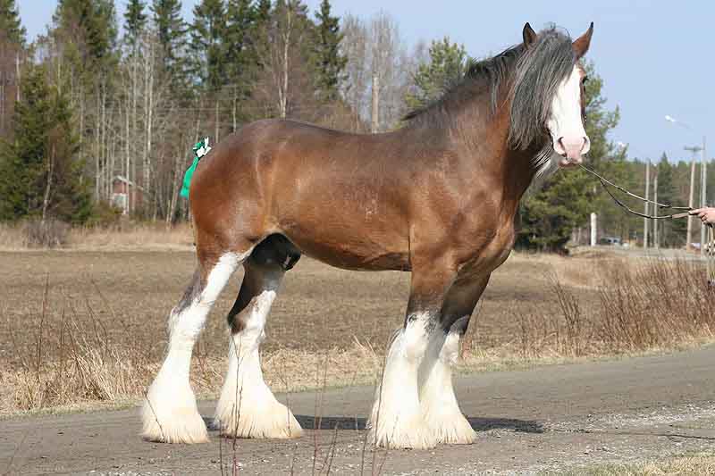CLYDESDALE